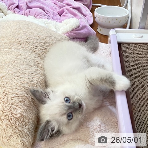 新潟県のラグドール (ペットプラス 新潟青山店/2026年2月18日生まれ/男の子/ブルーポイントミテッド)の子猫の4枚目の画像