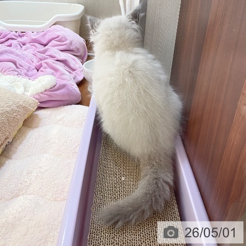 新潟県のラグドール (ペットプラス 新潟青山店/2026年2月18日生まれ/男の子/ブルーポイントミテッド)の子猫の3枚目の画像