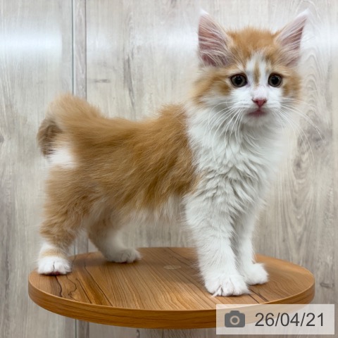 ノルウェージャンフォレストキャットの写真