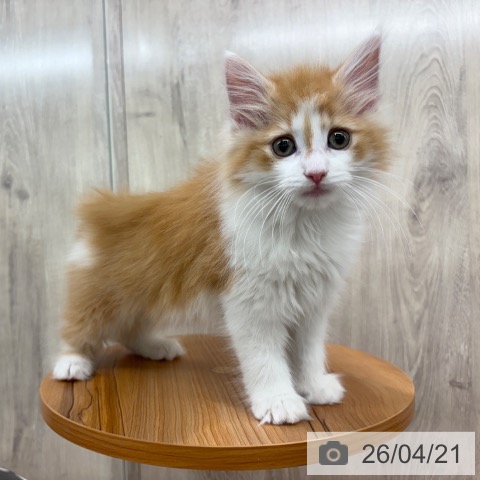 ノルウェージャンフォレストキャットの写真