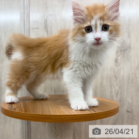 ノルウェージャンフォレストキャットの写真