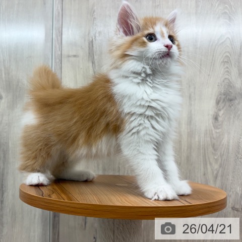 ノルウェージャンフォレストキャットの写真