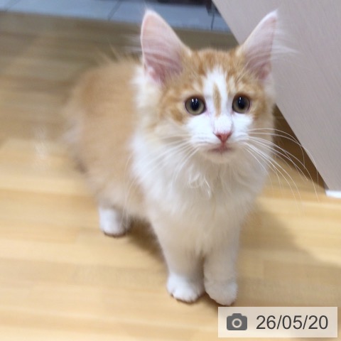 奈良県のノルウェージャンフォレストキャット (ペットプラス 大和郡山店/2026年2月18日生まれ/女の子/レッドタビーホワイト)の子猫の4枚目の画像