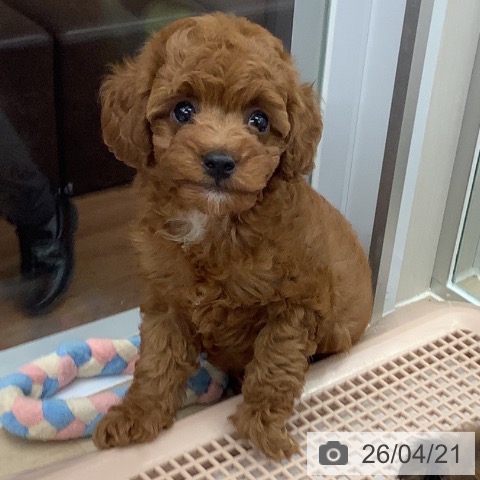 トイ・プードルの写真