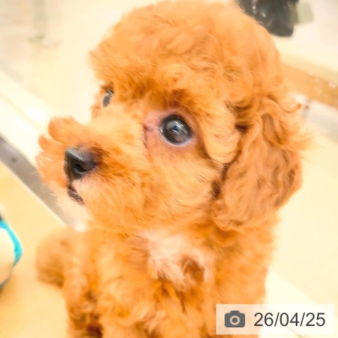 トイ・プードルの写真