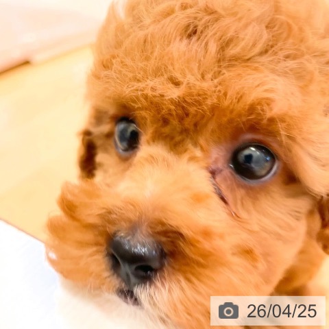 トイ・プードルの写真