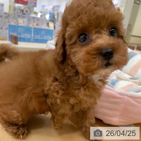 トイ・プードルの写真