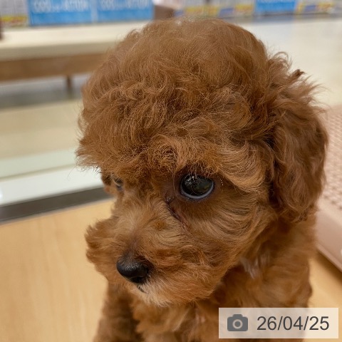 トイ・プードルの写真