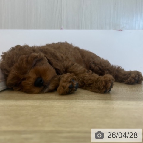 兵庫県のトイプードル(トイ) (ペットプラス 姫路大津店/2026年2月18日生まれ/女の子/レッド)の子犬の3枚目の画像