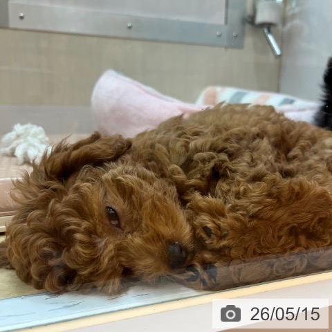 兵庫県のトイプードル(トイ) (ペットプラス 姫路大津店/2026年2月18日生まれ/女の子/レッド)の子犬の3枚目の画像