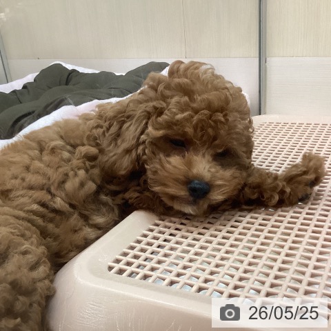 兵庫県のトイプードル(トイ) (ペットプラス 姫路大津店/2026年2月18日生まれ/女の子/レッド)の子犬の3枚目の画像