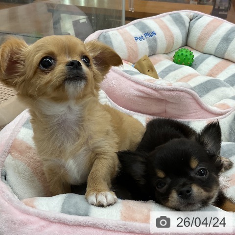 東京都のチワワ(ロング) (ペッツワン 青梅インター店/2026年2月18日生まれ/男の子/ブラックタンホワイト)の子犬の3枚目の画像