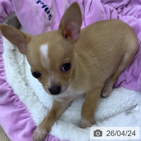 山梨県のチワワ(ロング) (ペットプラス 甲府昭和店/2026年2月18日生まれ/男の子/レッドホワイト)の子犬の4枚目の画像