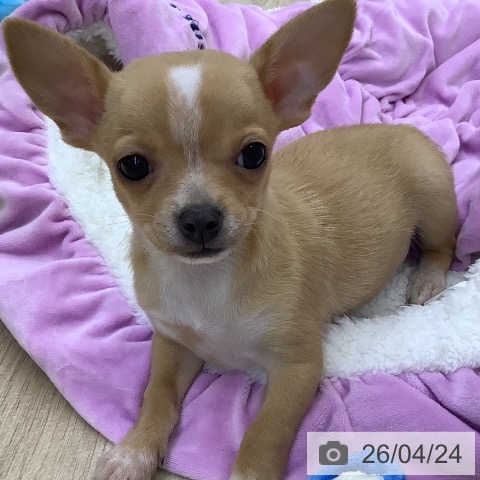 山梨県のチワワ(ロング) (ペットプラス 甲府昭和店/2026年2月18日生まれ/男の子/レッドホワイト)の子犬の3枚目の画像