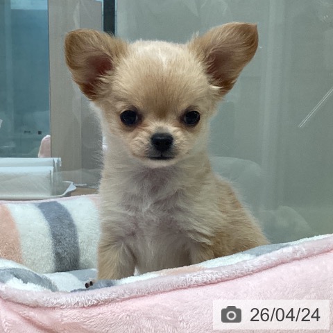 神奈川県のチワワ(ロング) (ペットプラス 座間店/2026年2月18日生まれ/男の子/クリームホワイト)の子犬の3枚目の画像