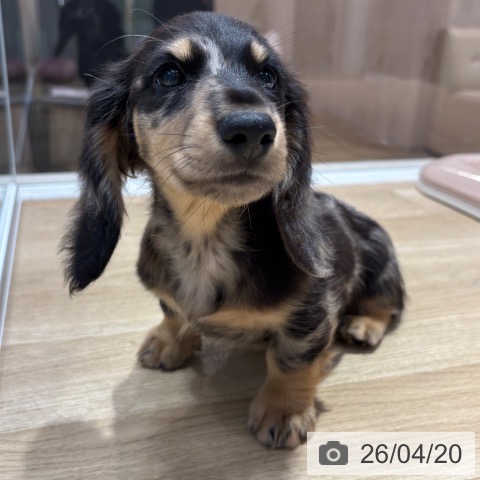 ミニチュア・ダックスフンドの写真