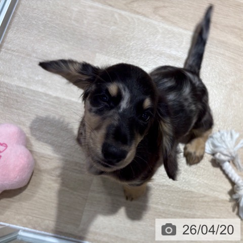 ミニチュア・ダックスフンドの写真