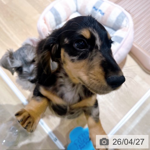 大阪府のミニチュアダックスフンド(ロング) (ペットプラス イオン大日店/2026年2月18日生まれ/男の子/シルバーダップル)の子犬の4枚目の画像