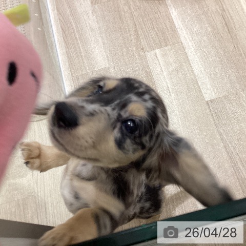 宮城県のミニチュアダックスフンド(ロング) (ペットプラス 仙台上杉店/2026年2月18日生まれ/女の子/チョコレートダップル)の子犬の3枚目の画像