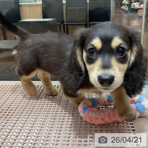 ミニチュア・ダックスフンドの写真