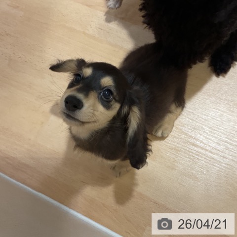 ミニチュア・ダックスフンドの写真