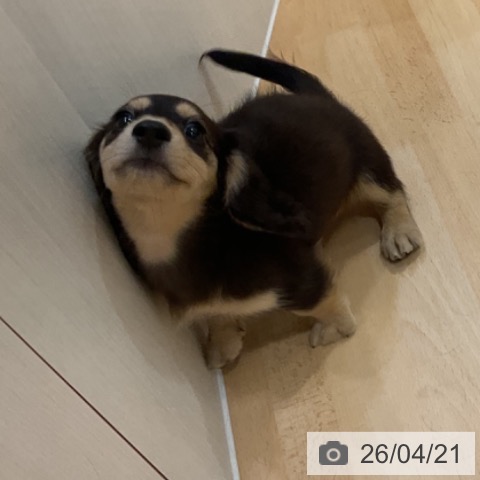 ミニチュア・ダックスフンドの写真