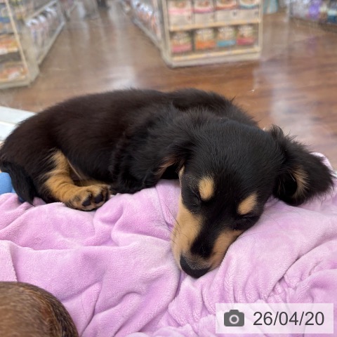 ミニチュア・ダックスフンドの写真