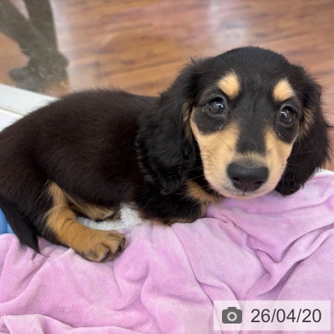 ミニチュア・ダックスフンドの写真