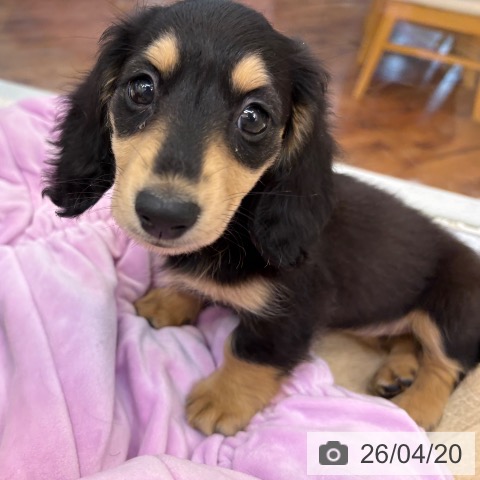 ミニチュア・ダックスフンドの写真