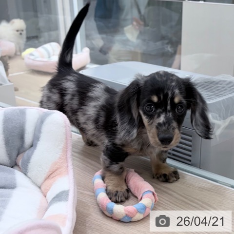 ミニチュア・ダックスフンドの写真