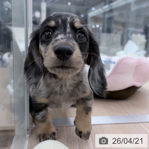 ミニチュア・ダックスフンドの写真