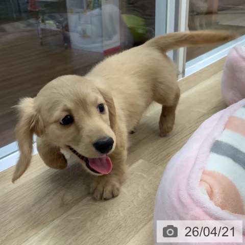 ミニチュア・ダックスフンドの写真