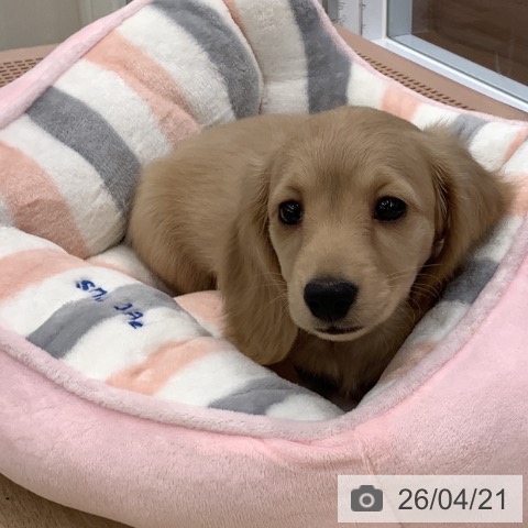 ミニチュア・ダックスフンドの写真