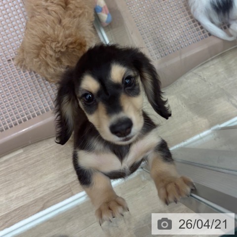 ミニチュア・ダックスフンドの写真