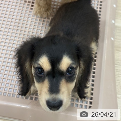 ミニチュア・ダックスフンドの写真