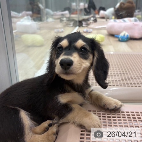 ミニチュア・ダックスフンドの写真