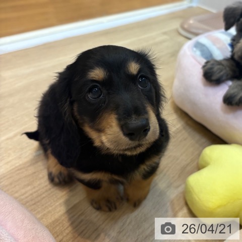 ミニチュア・ダックスフンドの写真