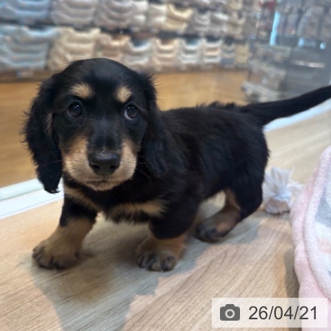 ミニチュア・ダックスフンドの写真