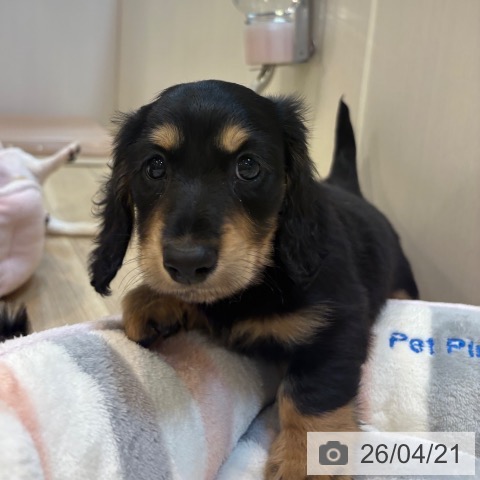 ミニチュア・ダックスフンドの写真