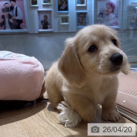 大阪府のミニチュアダックスフンド(ロング) (ペットプラス イオン大日店/2026年2月17日生まれ/女の子/イエロー)の子犬の4枚目の画像