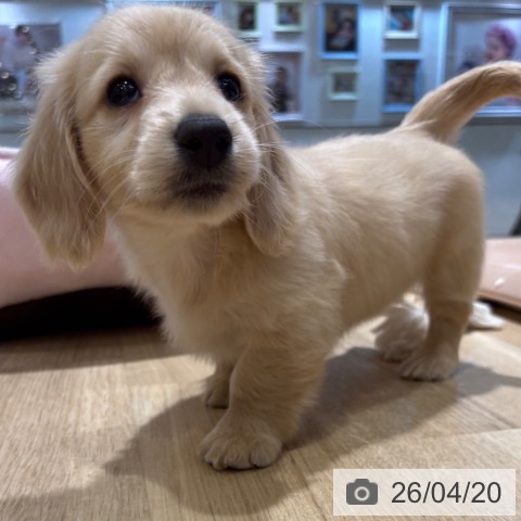 大阪府のミニチュアダックスフンド(ロング) (ペットプラス イオン大日店/2026年2月17日生まれ/女の子/イエロー)の子犬の3枚目の画像