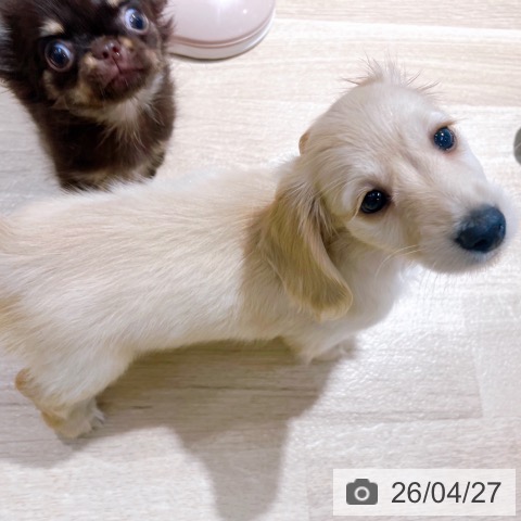 ミニチュア・ダックスフンドの写真