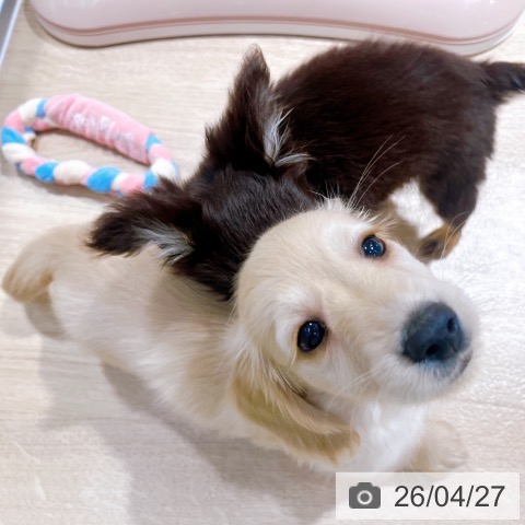 ミニチュア・ダックスフンドの写真