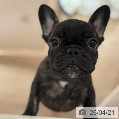 フレンチ・ブルドッグの写真