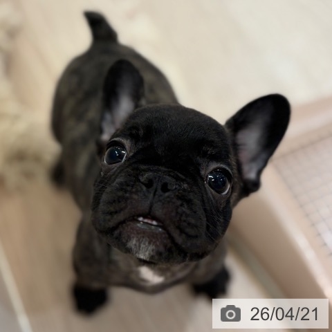 フレンチ・ブルドッグの写真