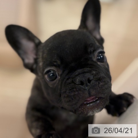 フレンチ・ブルドッグの写真