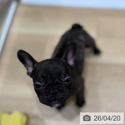 フレンチ・ブルドッグの写真