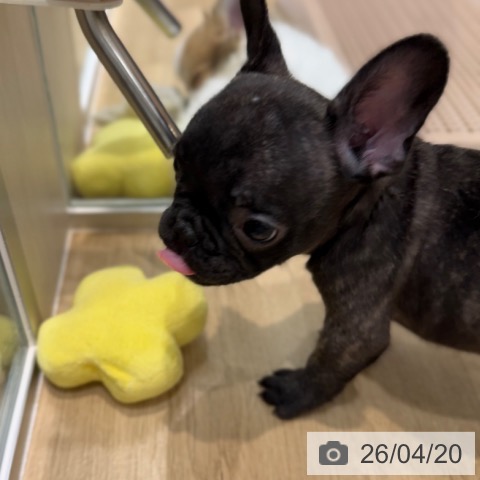 フレンチ・ブルドッグの写真