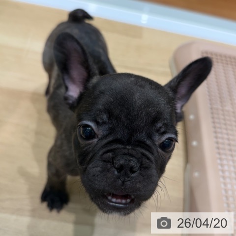 フレンチ・ブルドッグの写真