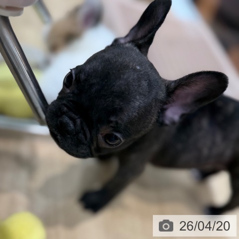 フレンチ・ブルドッグの写真